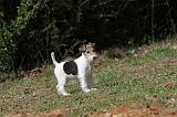 FOX TERRIER 163